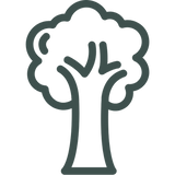 graphic illustration icon of a tree